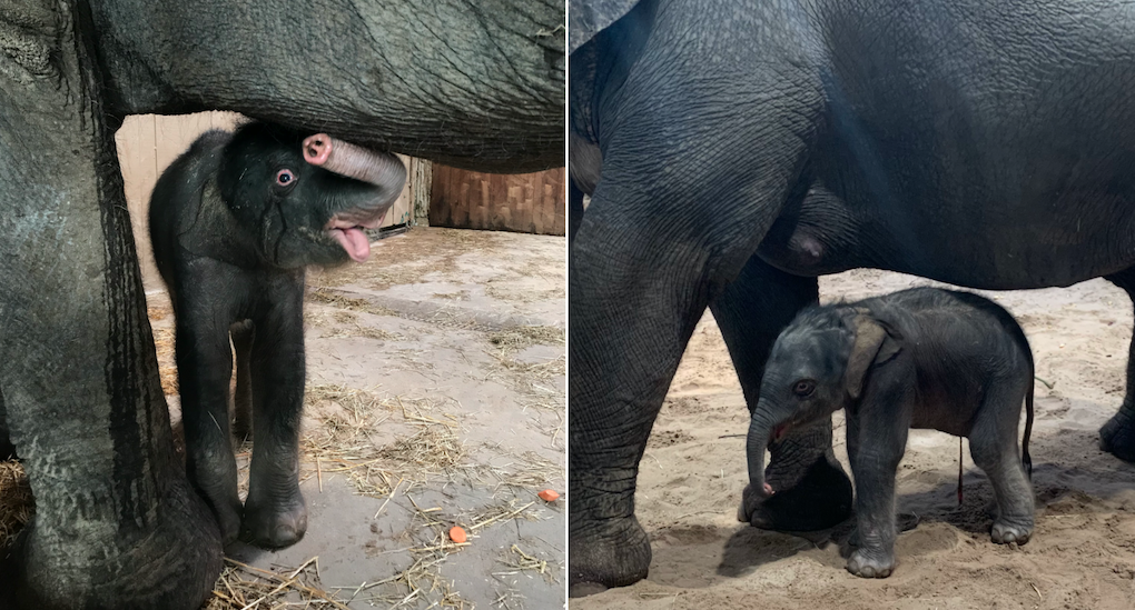 Kungens elefant har fött en liten tjurkalv