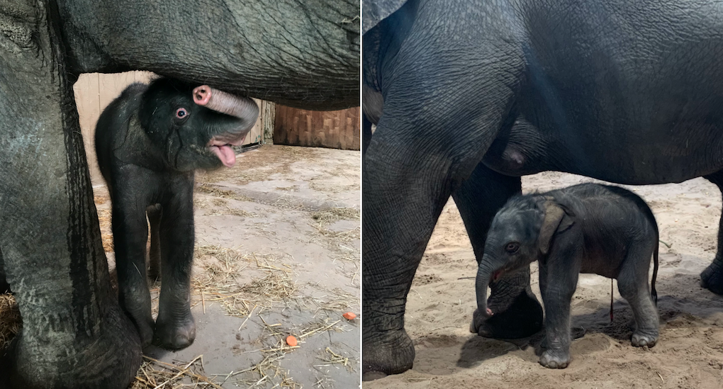 Elefantbebisen tillsammans med mamma Bua. Foto: Kolmårdens djurpark