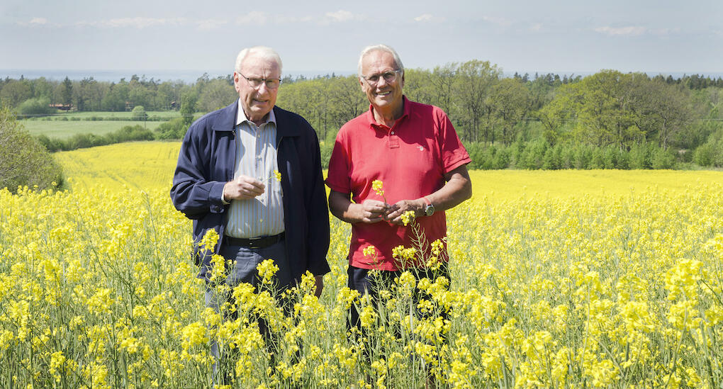 Lasse (till vänster) och Sven visste ingenting om hur man gör matolja när de fick idén att bli oljeproducenter. Foto: Kristina Wirén