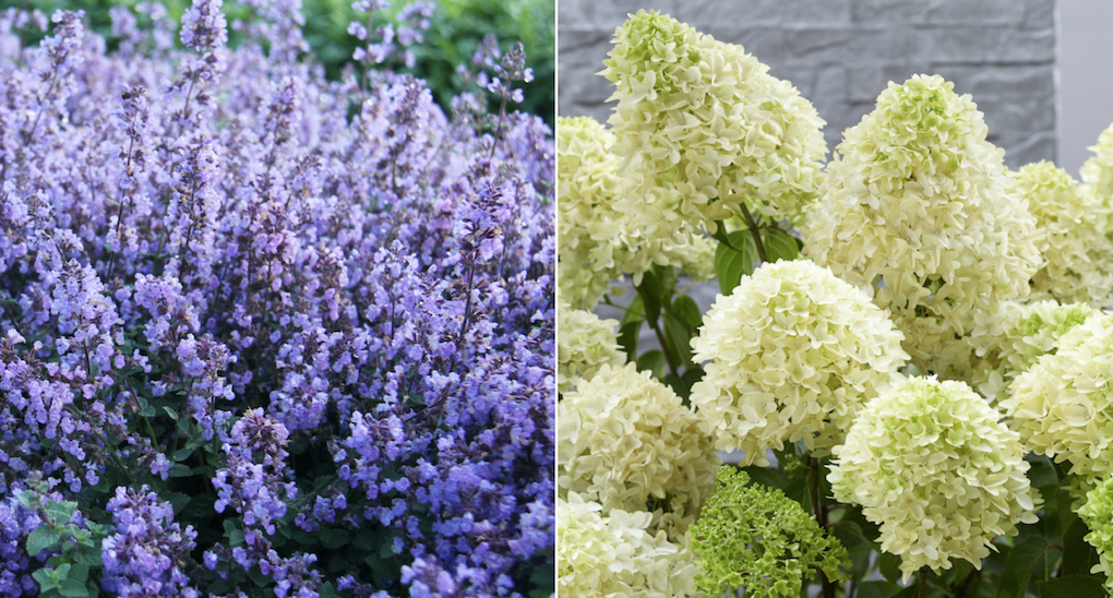 Kantnepeta ’Purrsian Blue’, perenner.se, och Vipphortensia Skyfall (’Frenne’), Splendor Plant.