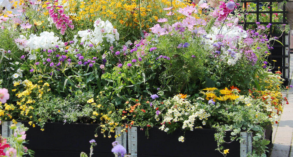 Sommarblommor till snitt eller bara som fröjd för ögat är underbart i kökslandet. Ge dem gärna en egen pallkrage att breda ut sig i! Foto: Eva Robild