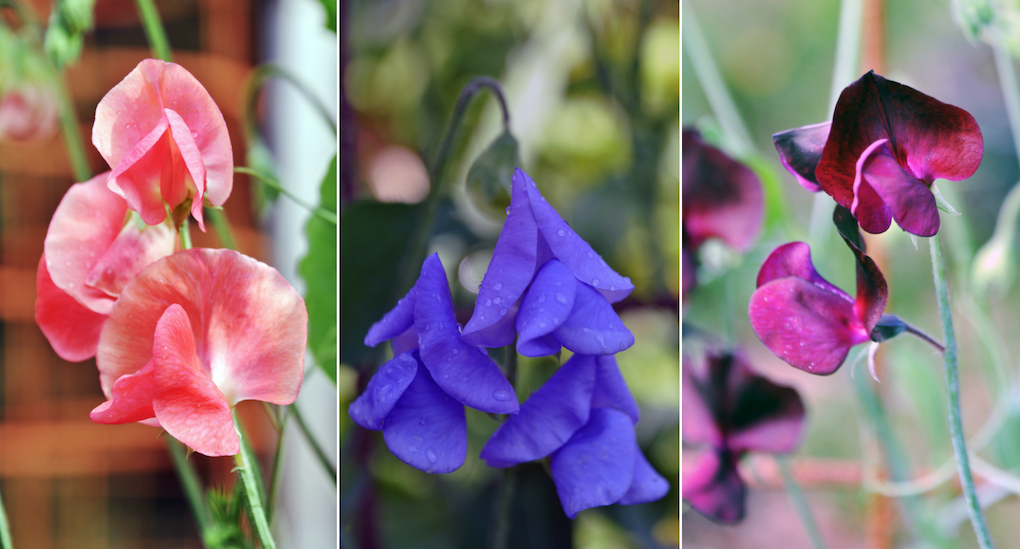 Tre vackra sorter; Maloy, Bijou Blue och Almost Black. Foto: Per-Ola Ohlsson