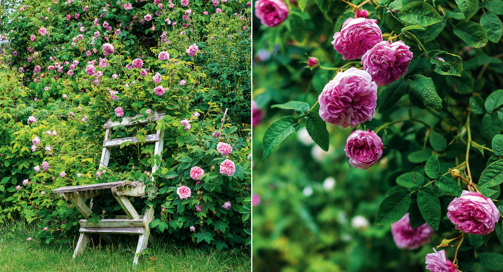 Bild till vänster: Blush Damask’ och ’Königin von Dänemark’ i skön samvaro med en gammal trädgårdsstol. Klätterrosen ’May Queen’ i bakgrunden. Bild till höger: Gallicarosen ’Aimable Amie’.