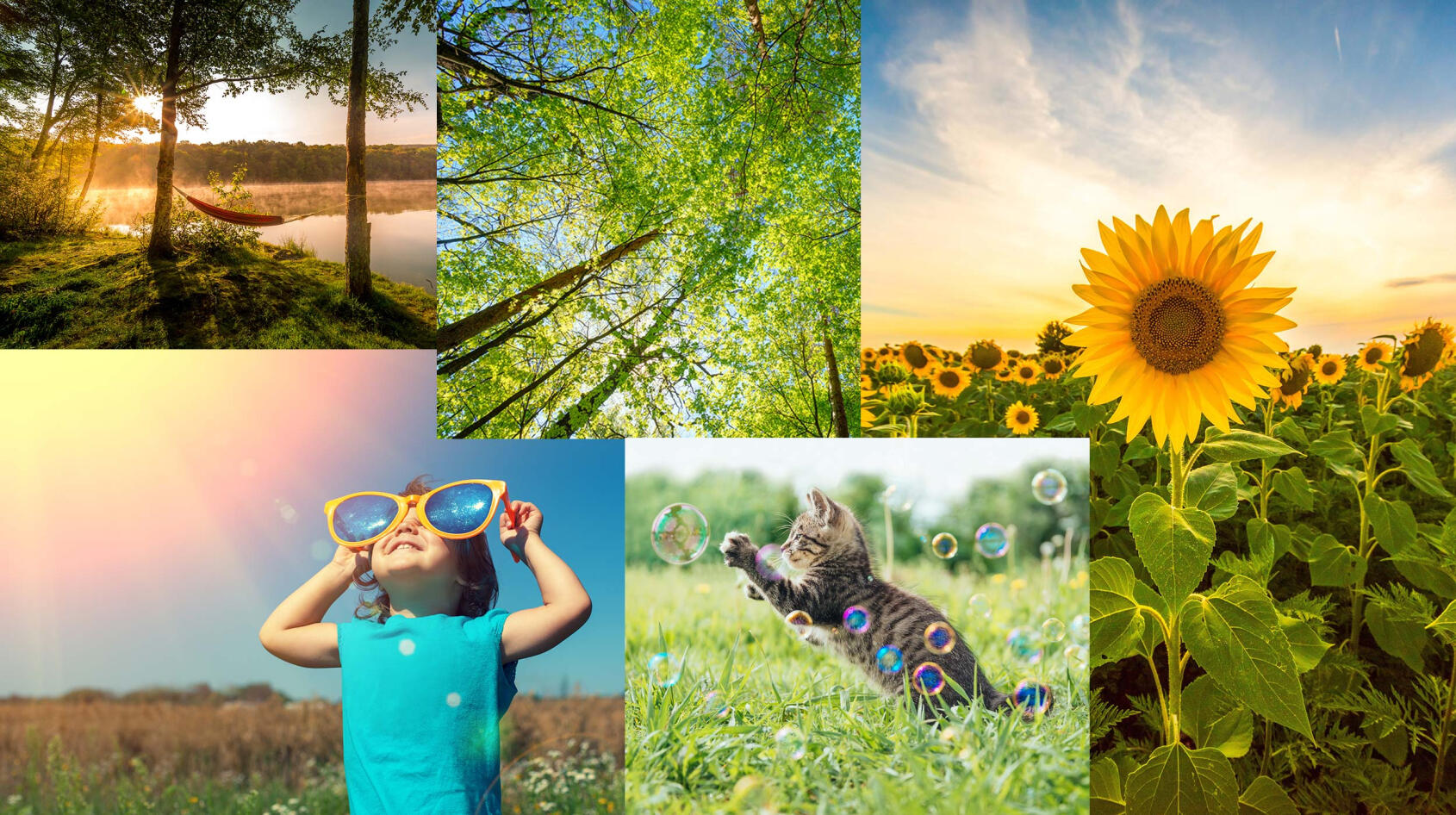 Har du tagit Sveriges finaste sommarbild?