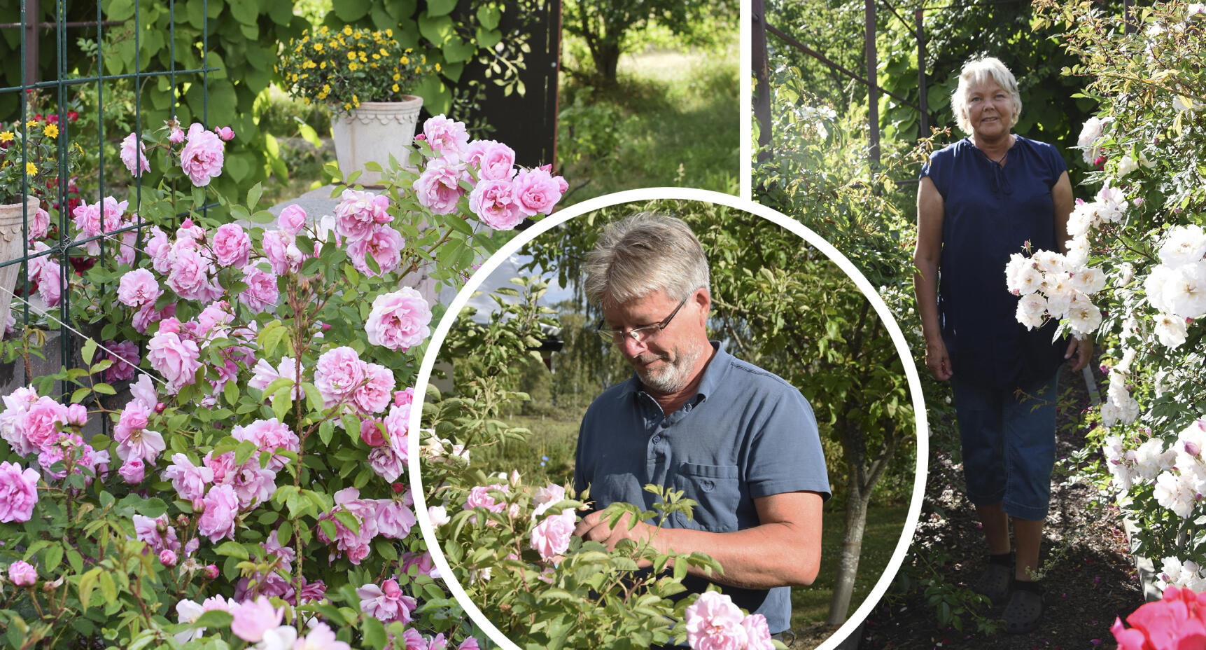 Eva och Janne har hundra sorters rosor i sin trädgård!