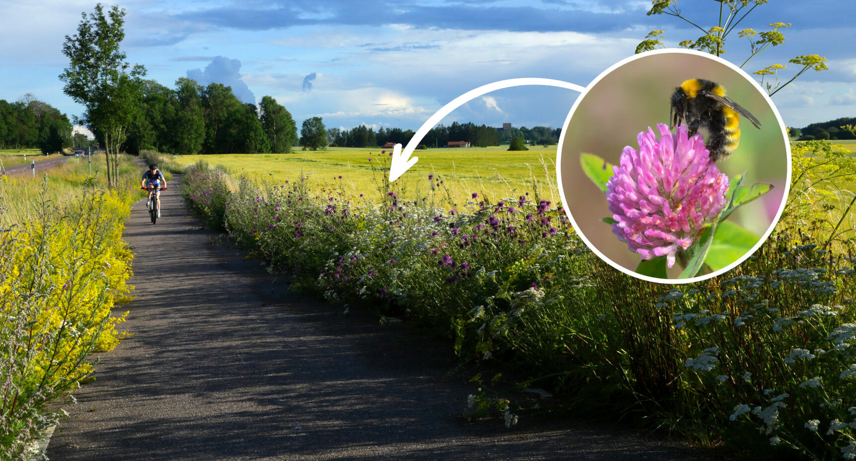 Ta vara på vägrenens alla blommor!