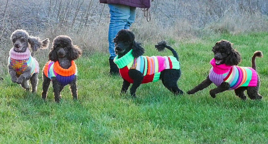 Färgglada tröjor till nyklippta pudlar! (Privat bild)