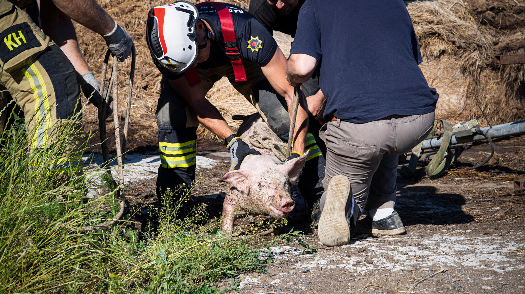 Stort drama: Griskulting fastnade i en brunn!
