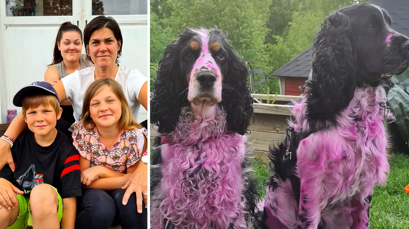 Barnen färgade hundarna rosa