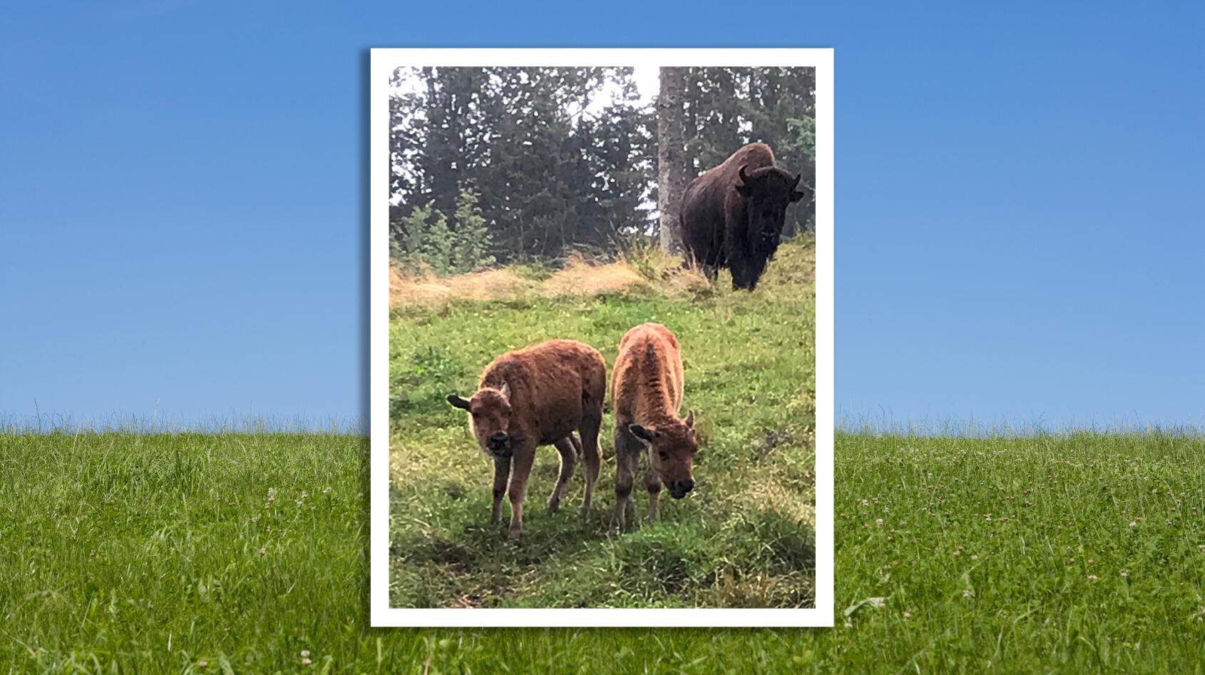 Gulliga bisontvillingar såg dagens ljus