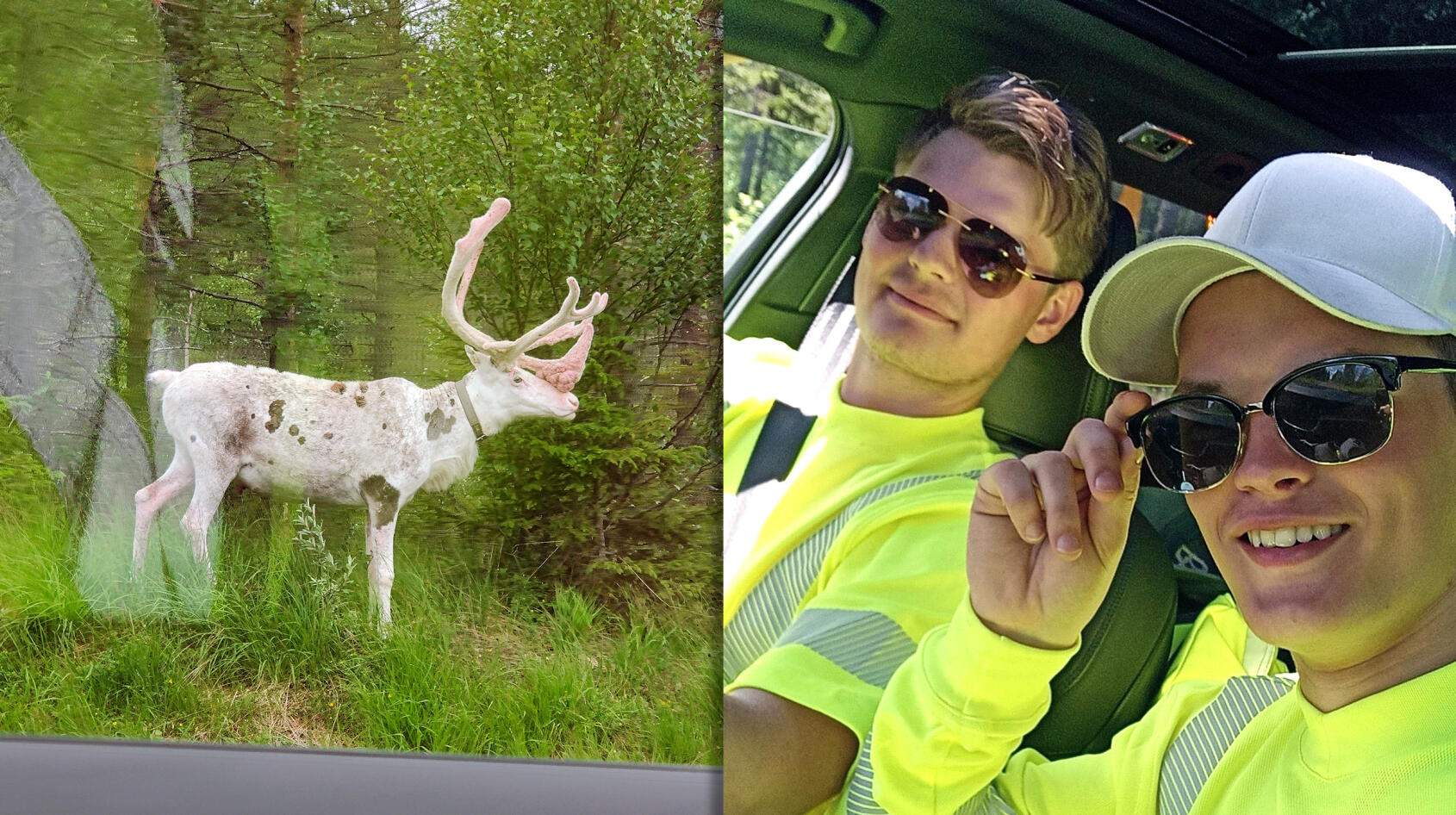 Ren tur att sällsynt ren dök upp