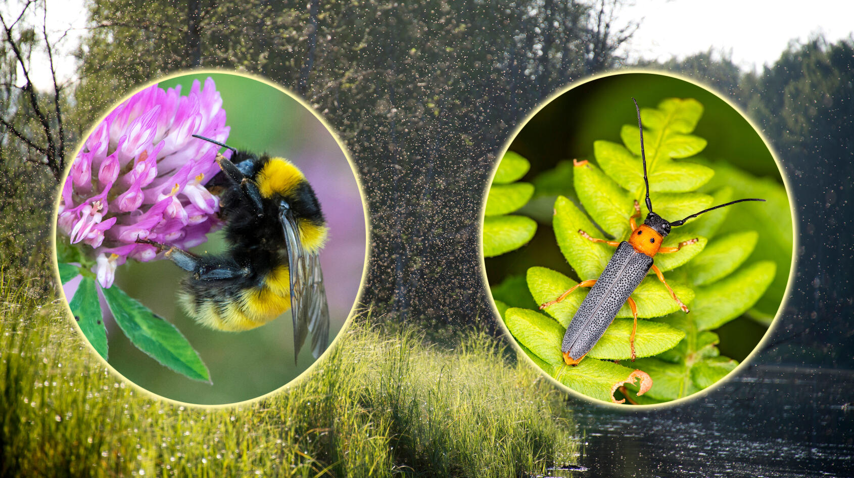 Miljoners biljoner viktiga insekter