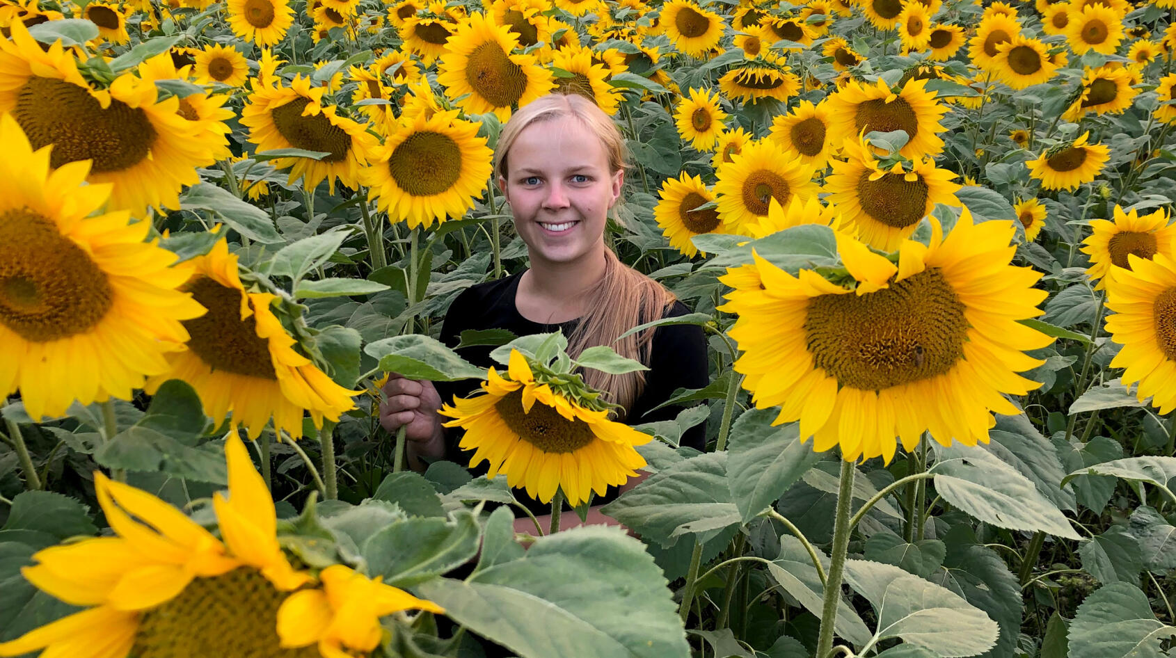 De odlar solrosor för kampen mot cancer