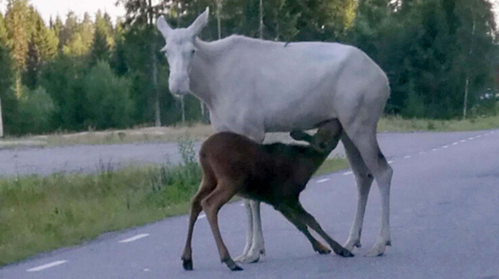 Lena hade ett magiskt möte med älgar