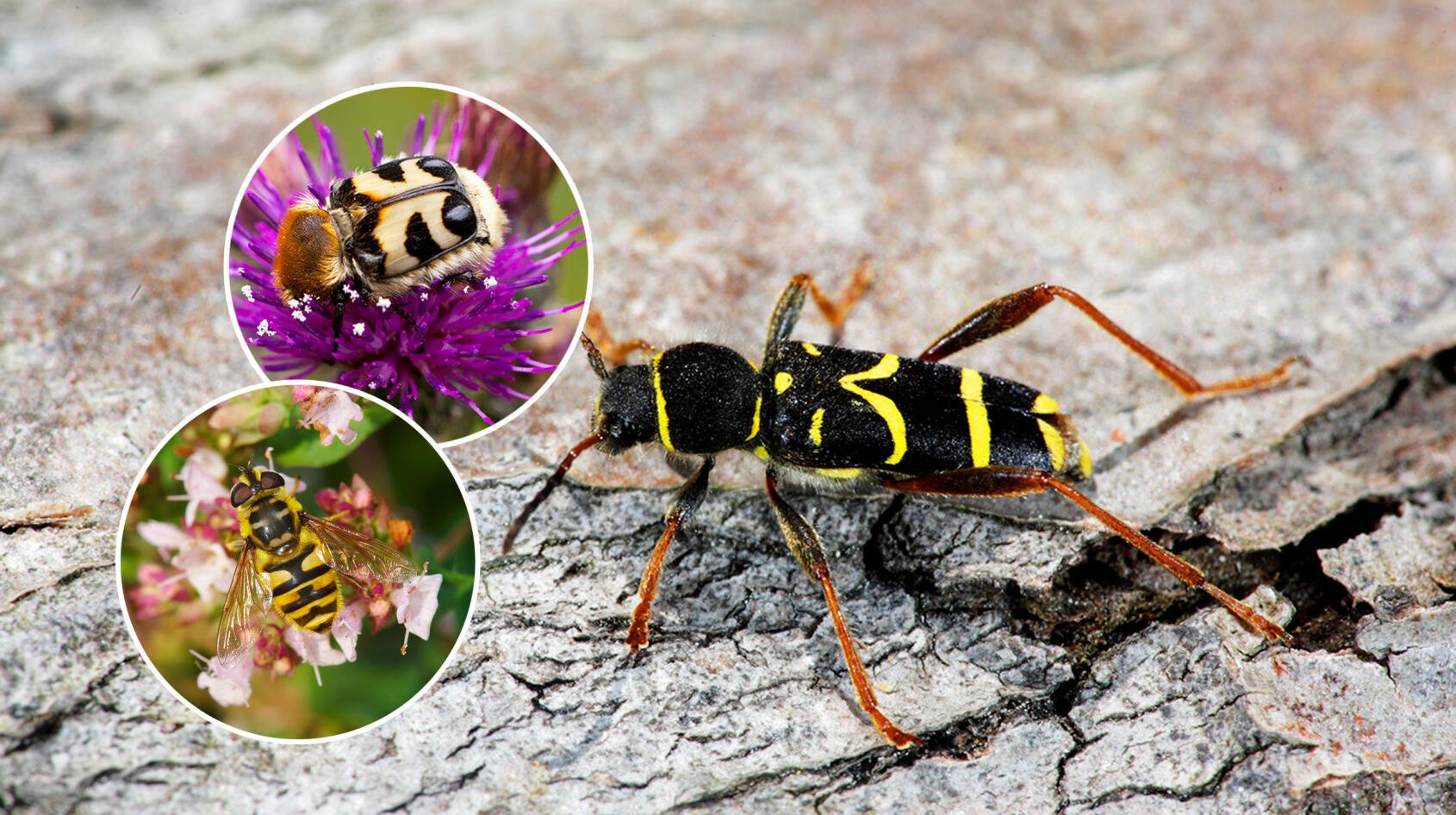 Insekter och blommor som luras!