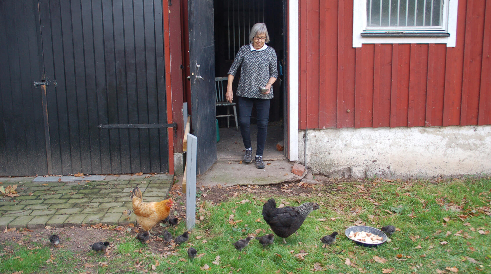 En svart höna med tio liv