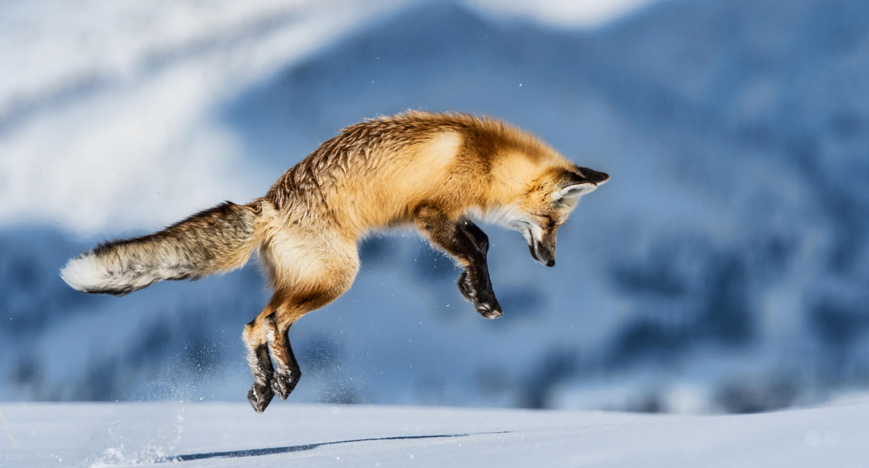 Det som göms i snö …