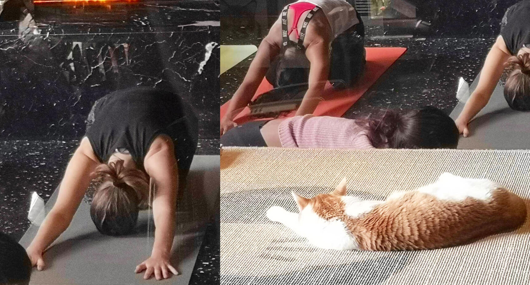 Här får katten vara med på yogan