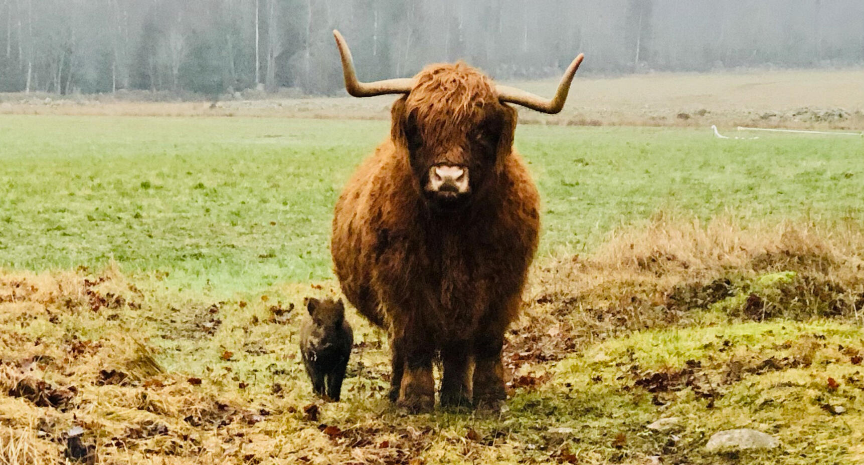 Vildsvinskultingen Pumba fann en ny familj
