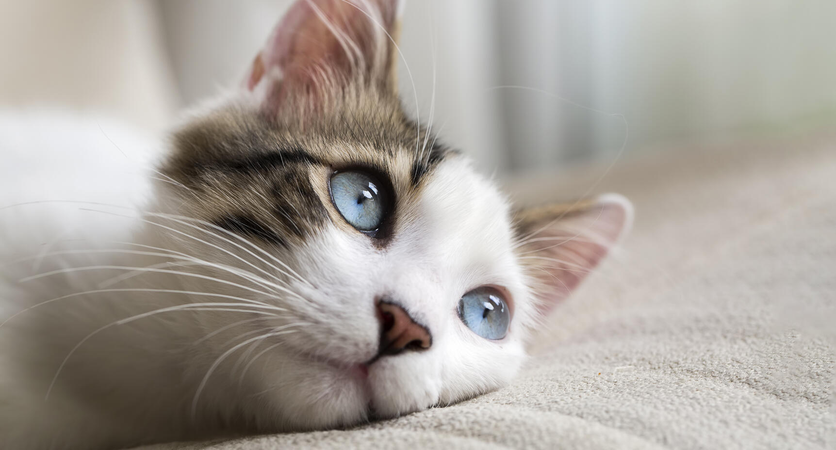 Vad anser du om Feliway?