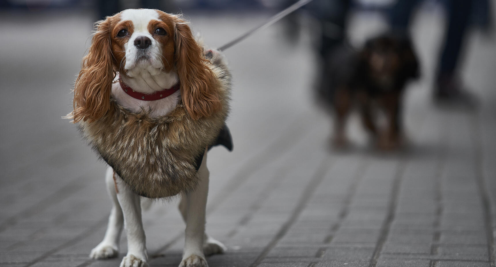Vår hund blev rädd och vill inte gå ut!
