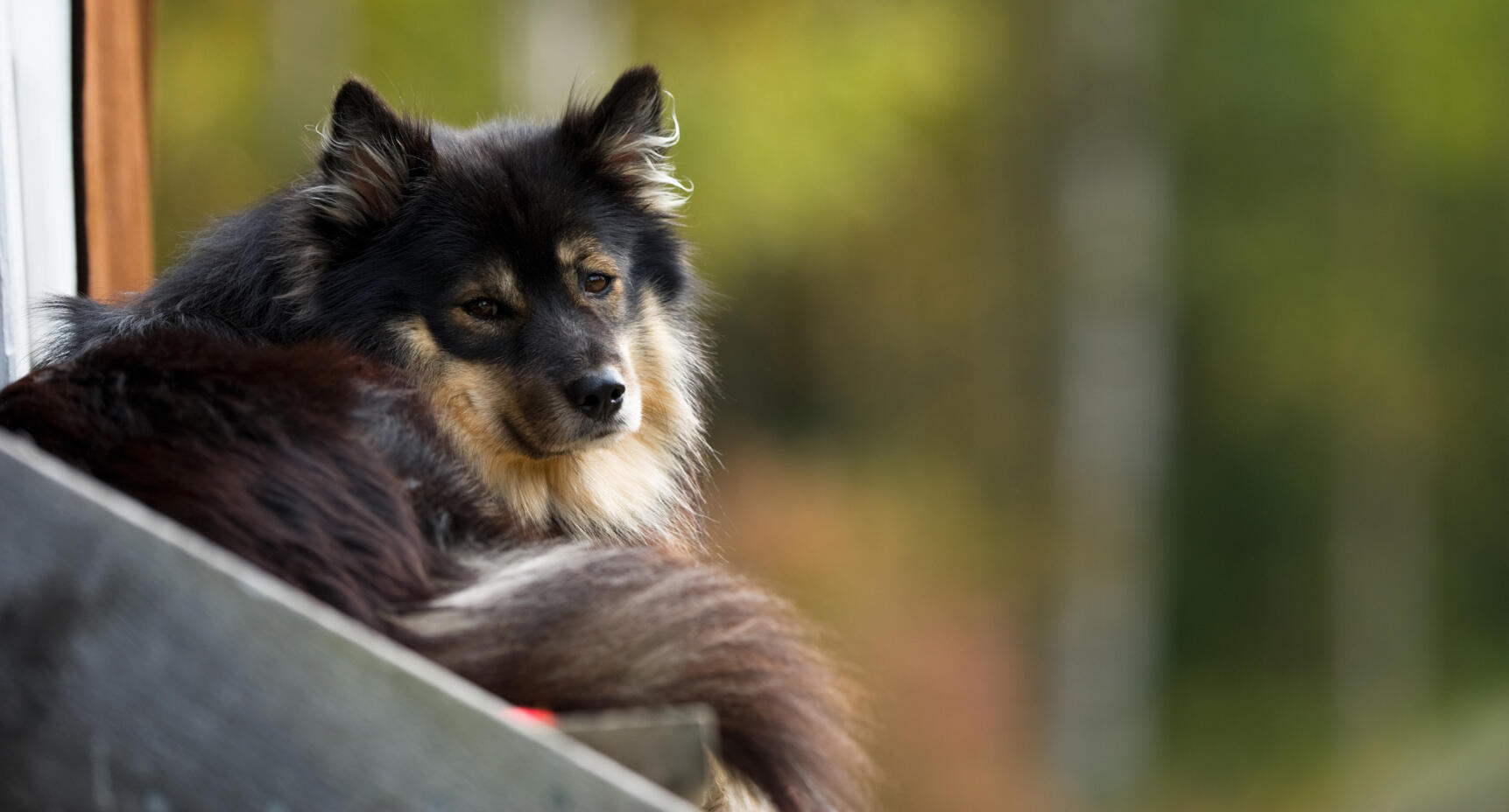 Våra grannar lämnar hunden ensam!