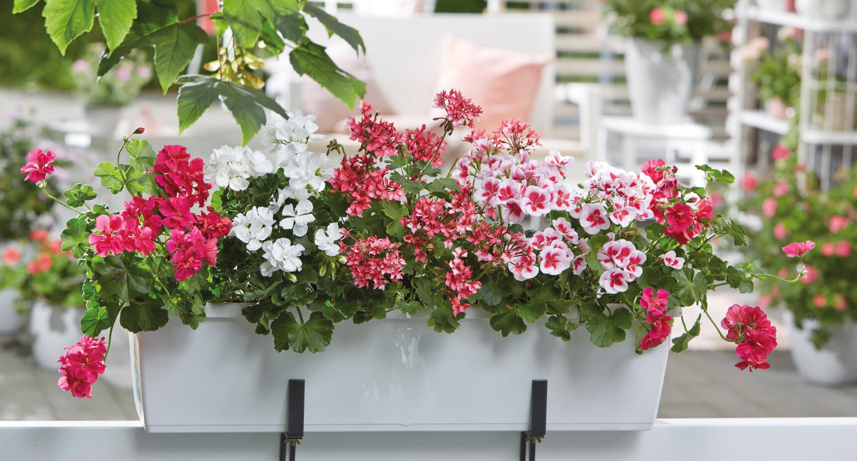 Dags att väcka pelargonerna efter vintern: Bästa tipsen för att lyckas