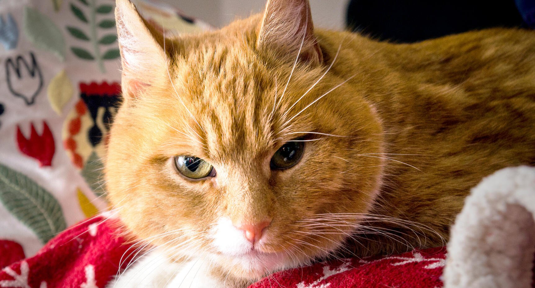 Katten fick nytt hem hos Ellinor efter 5 år på rymmen: “Han kom in i mitt liv i en perfekt tid”
