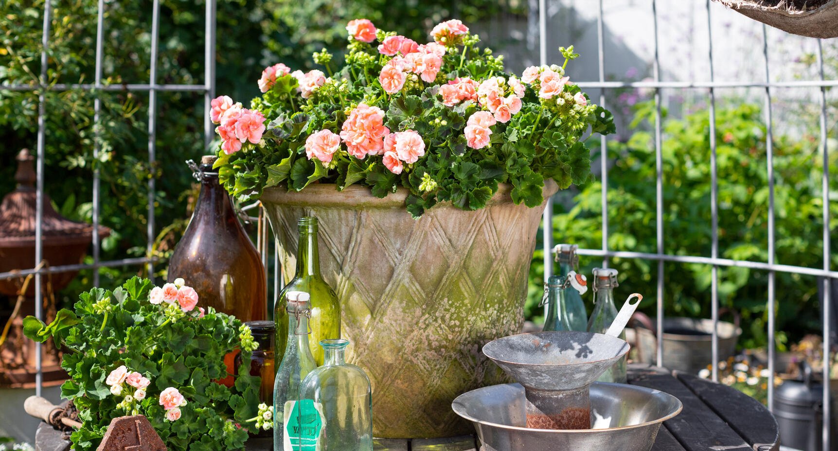 Årets pelargon 2021: zonalpelargonen Astrid