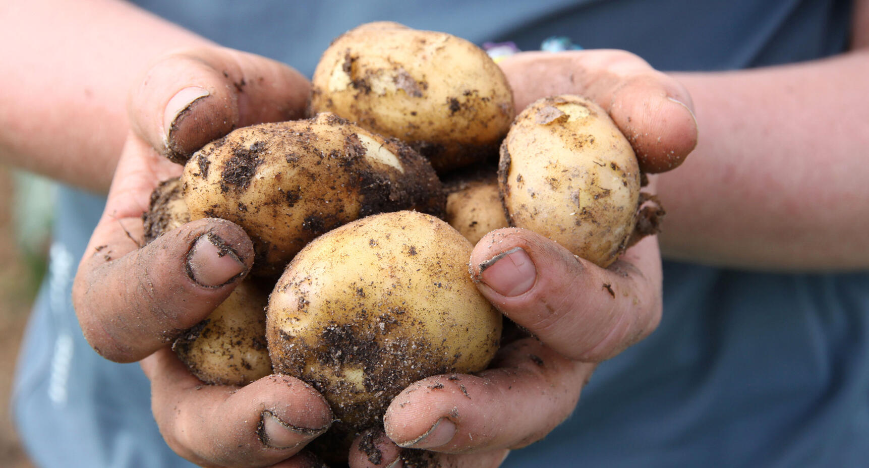 Odla egen potatis – så lyckas du!