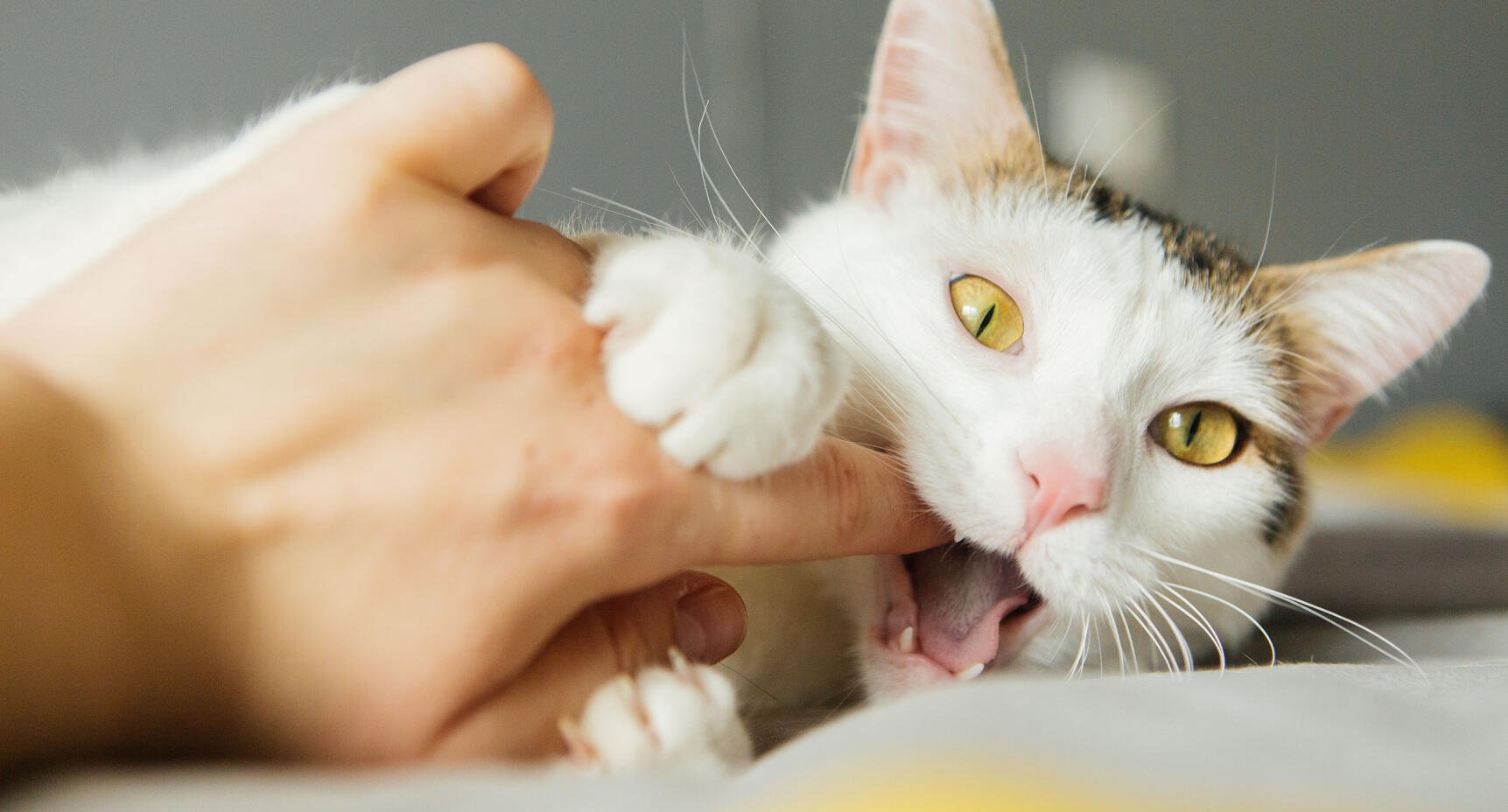 Varför hugger katten?