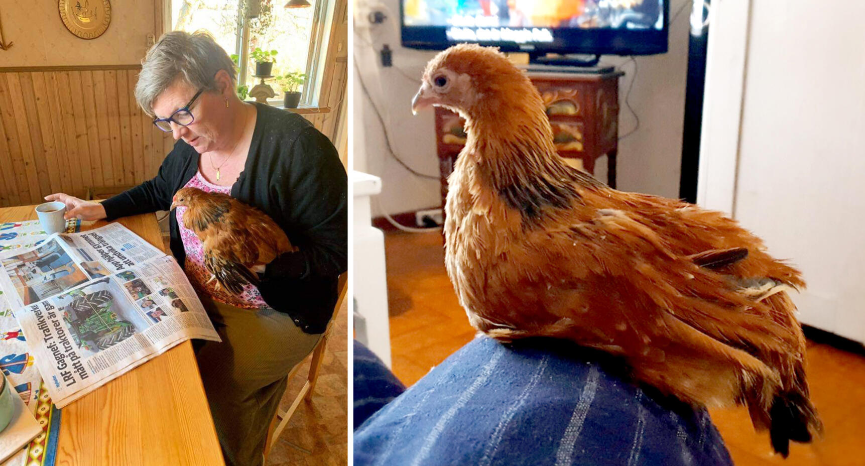 Kycklingen PippiLisa flyttade in hos Veronica