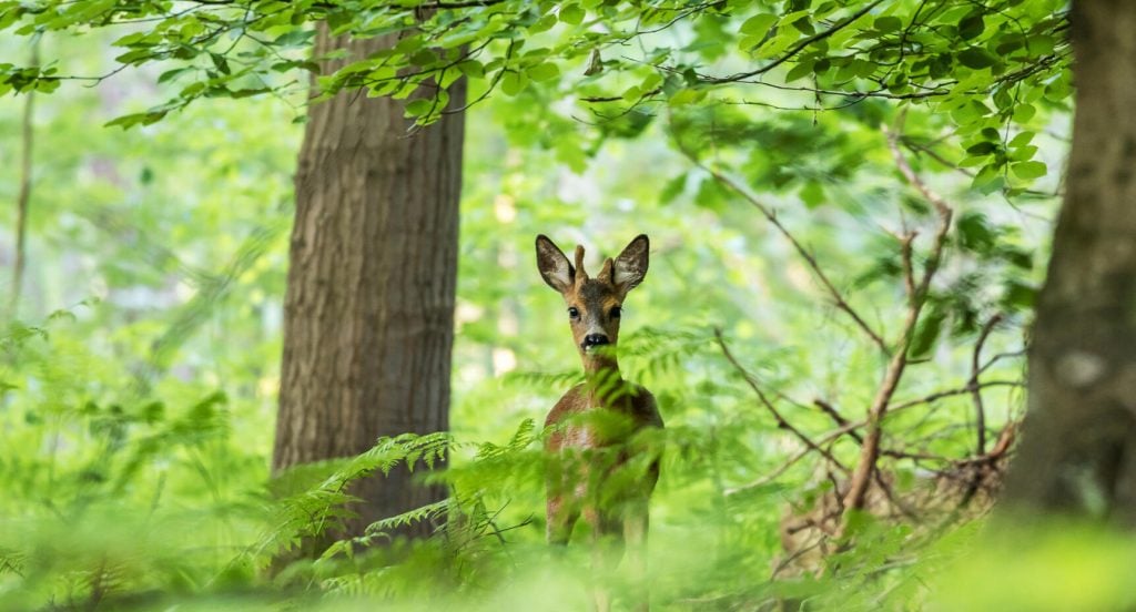 Plötsligt tittar ett rådjur in i ditt hemliga rum i naturen – vilken lycka! Foto: Getty Images