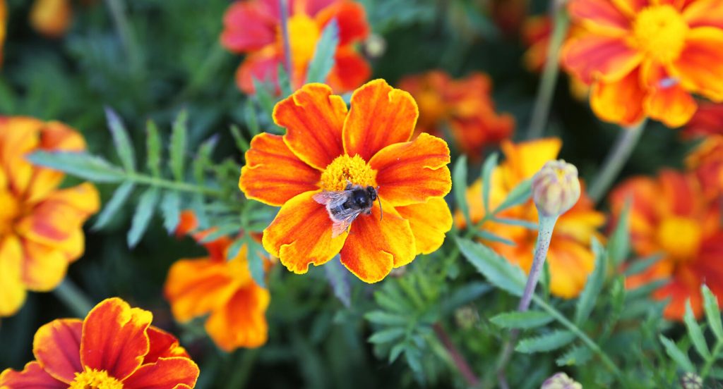 Tagetes patula, Favourite-serien.