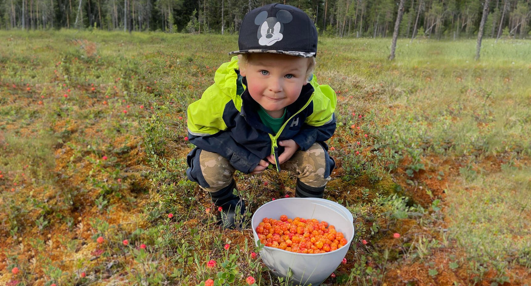 Milo, 3, plockar hjortron åt pensionärer