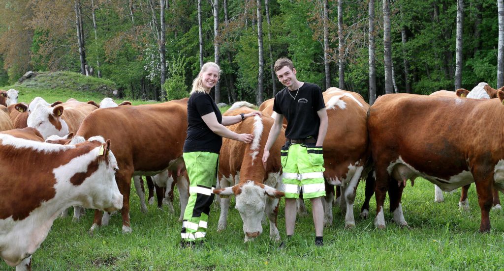 Frida och Björn har många djur på gården, bland annat köttkor.