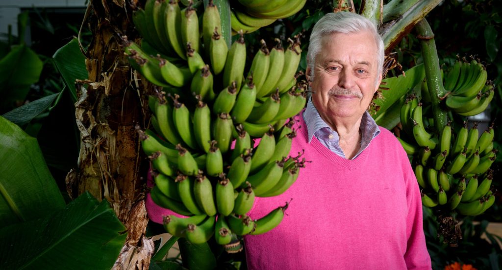 Det kommer att bli gott om bananer i Bovieran i år. Det har Dennolf Lewinsson sett till.