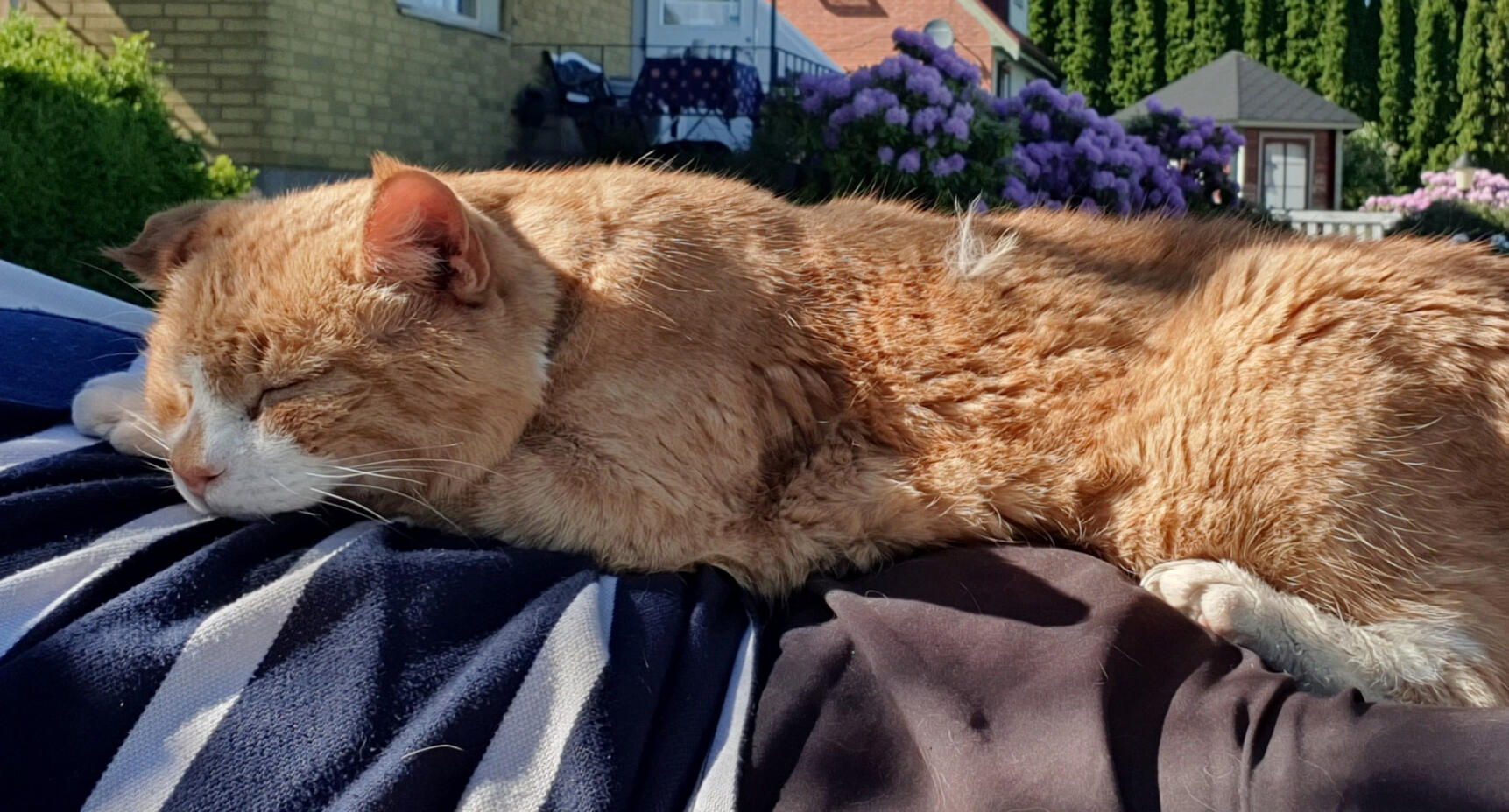 Katten Whiskas var på väg att avlivas – nu är han troligtvis Sveriges äldsta katt