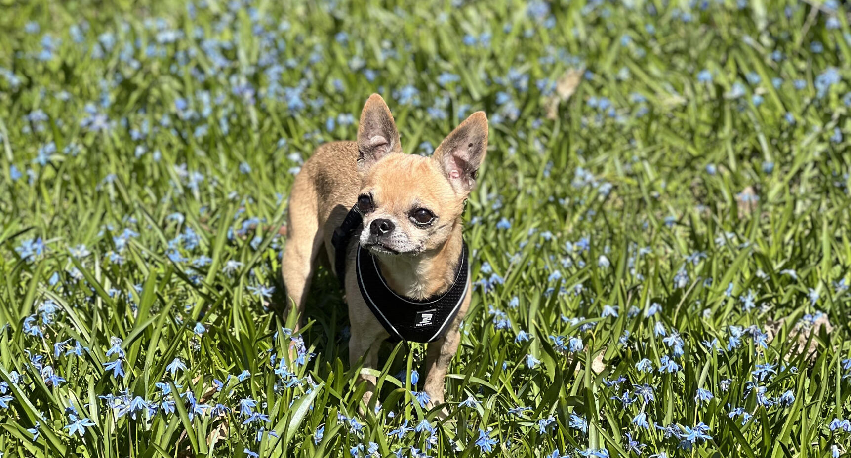 Hunden Tomtom övergavs utanför en affär: “Han var i bedrövligt skick”