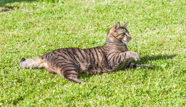 Håll hunden och katten fri från fästingar och loppor – så undviker du att de följer med hem