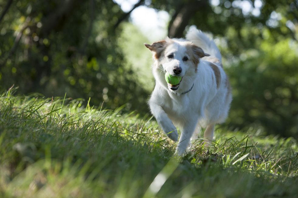 Håll hunden och katten fri från fästingar och loppor – så undviker du att de följer med hem