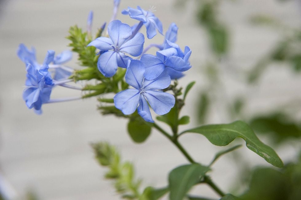 10 favoritblommor för soliga fönster och varma utelägen