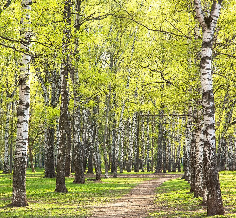 Så lindrar du pollenallergin - 10 tips som hjälper!