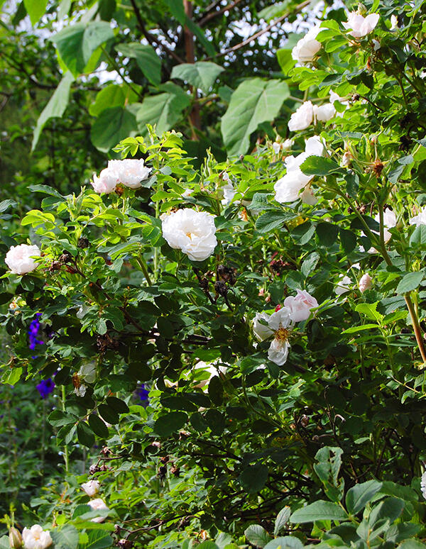 10 prisade rosor med ljuvlig blomning