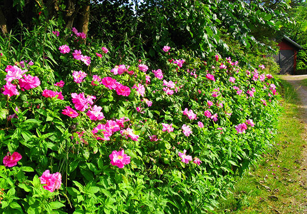 10 prisade rosor med ljuvlig blomning