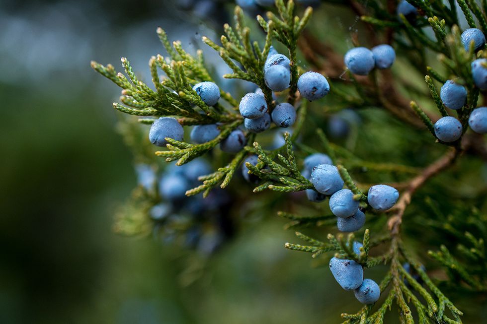 Ut och plocka höstens  superfood!