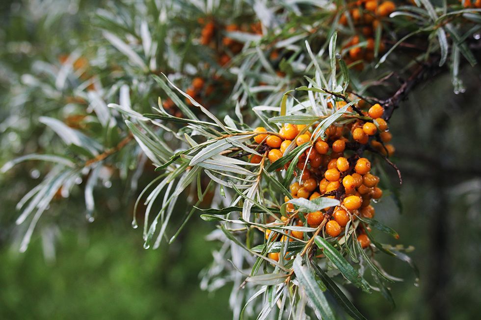 Ut och plocka höstens superfood!