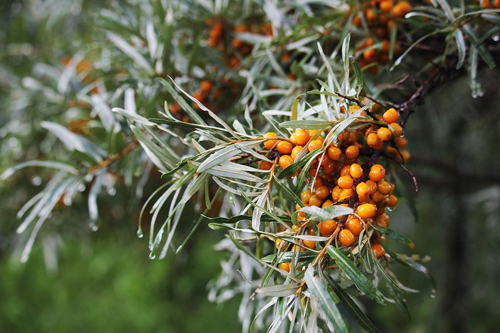 Ut och plocka höstens  superfood!