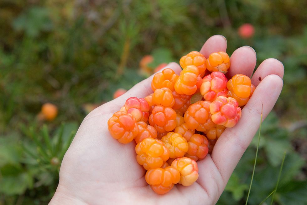 Ut och plocka höstens  superfood!