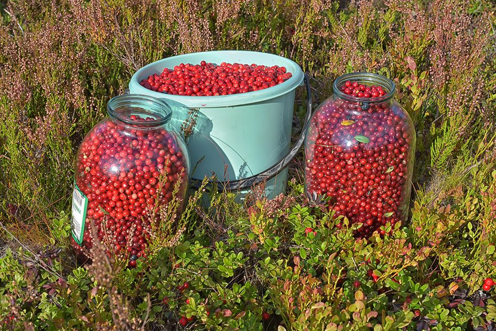 Ut och plocka höstens superfood!